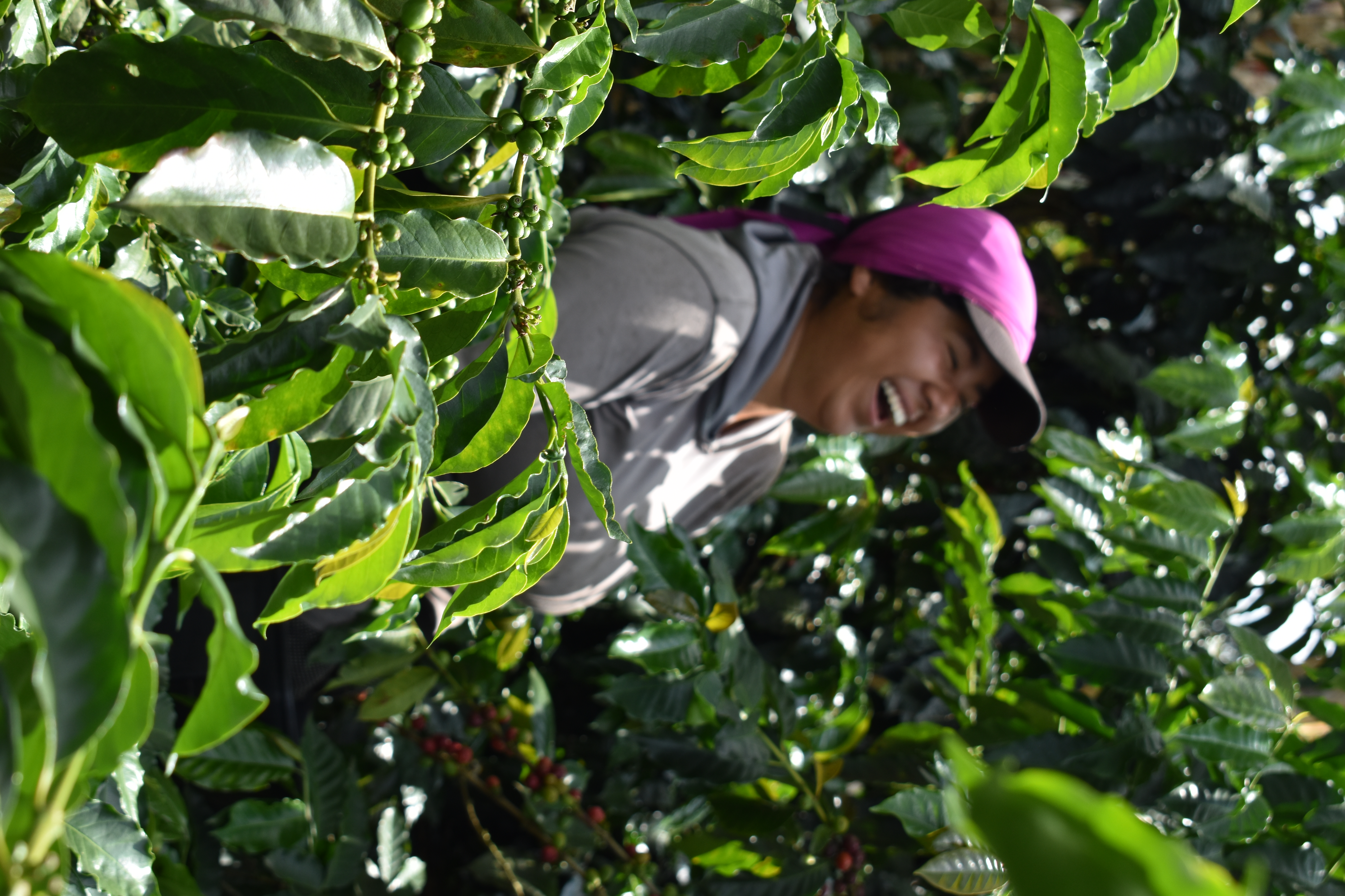 Coffee picker working in a specialty coffee farm in Colombia