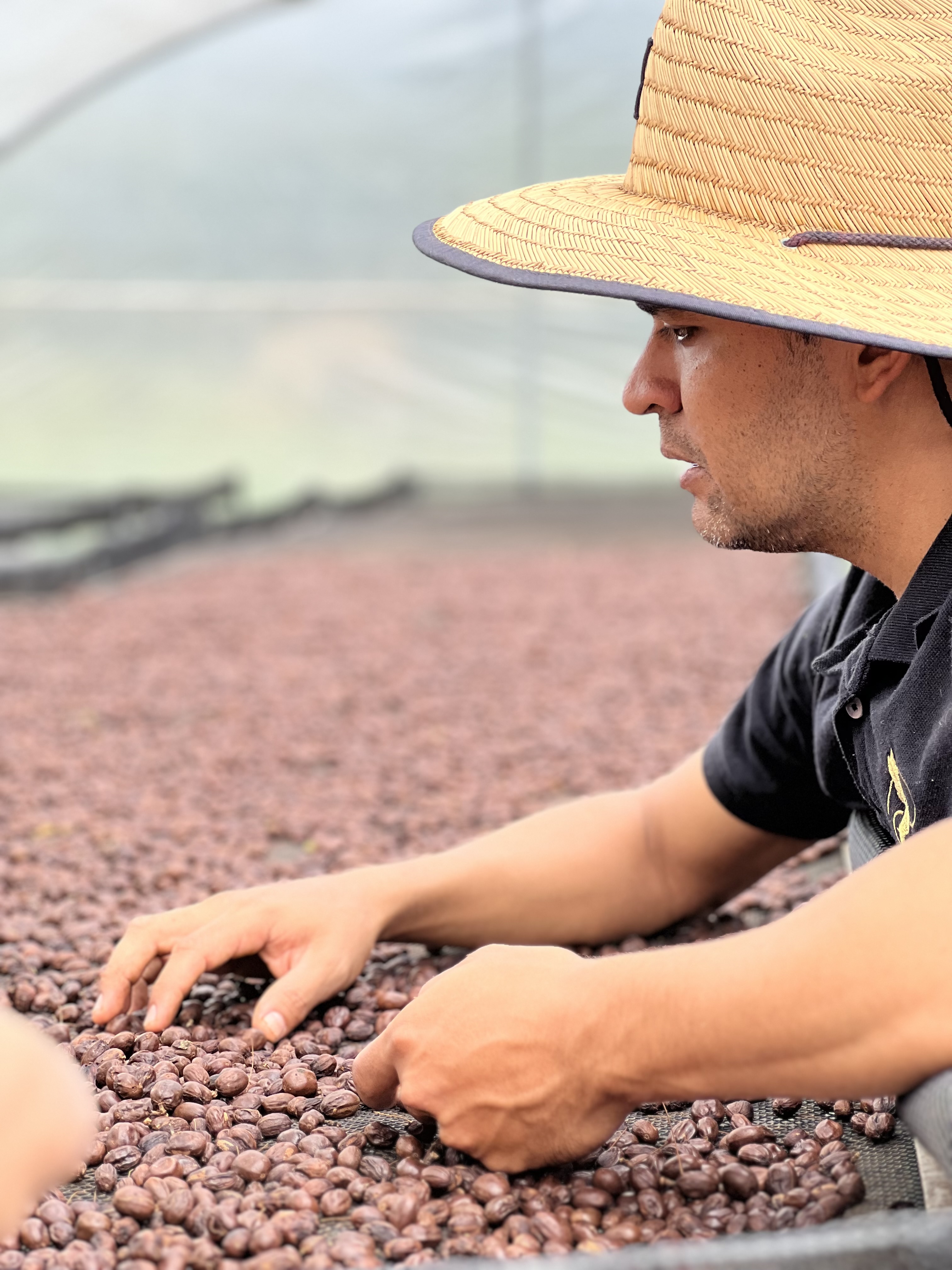 Coffee producer checking natural processed coffee during drying at origin in Colombia